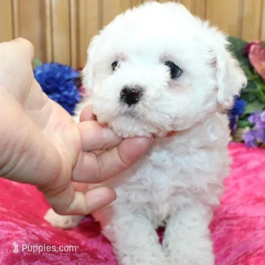 AKC Cherry Bichon female, a male Bichon Frise for sale in Colville, WA – Photo 5 of 8