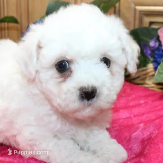 AKC Cherry Bichon female, a male Bichon Frise for sale in Colville, WA – Photo 6 of 8