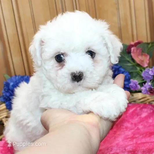 AKC Cherry Bichon female, a male Bichon Frise for sale in Colville, WA – Photo 2 of 8