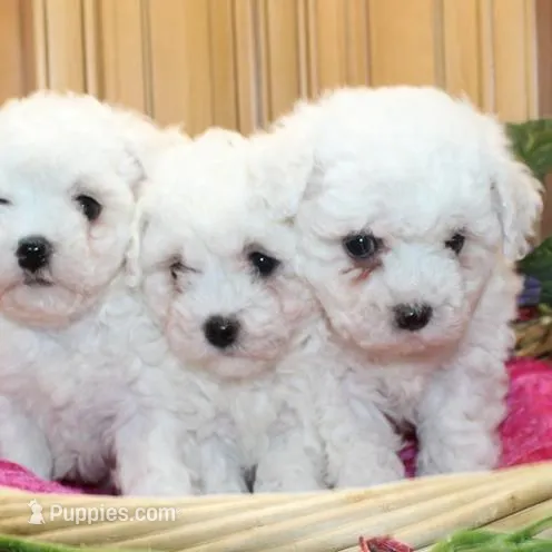 AKC Cherry Bichon female, a male Bichon Frise for sale in Colville, WA – Photo 8 of 8