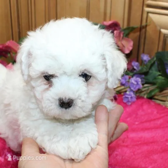AKC Cherry Bichon female, a male Bichon Frise for sale in Colville, WA – Photo 4 of 8