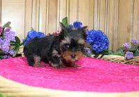 AKC Lada Yorkie Girl 4 pounds, a female Yorkshire Terrier for sale in Colville, WA – Photo 3 of 10