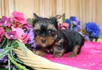 AKC Lada Yorkie Girl 4 pounds, a female Yorkshire Terrier for sale in Colville, WA – Photo 8 of 10