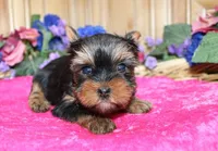 AKC Lada Yorkie Girl 4 pounds, a female Yorkshire Terrier for sale in Colville, WA – Photo 2 of 10