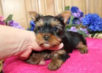 AKC Lada Yorkie Girl 4 pounds, a female Yorkshire Terrier for sale in Colville, WA – Photo 5 of 10