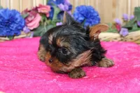 AKC Lada Yorkie Girl 4 pounds, a female Yorkshire Terrier for sale in Colville, WA – Photo 7 of 10