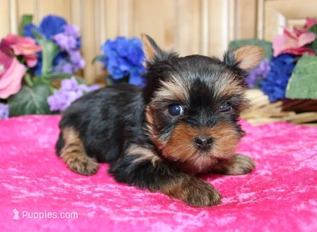 AKC Lada Yorkie Girl 4 pounds, a female Yorkshire Terrier for sale in Colville, WA – Photo 1 of 10