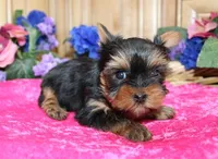 AKC Lada Yorkie Girl 4 pounds, a female Yorkshire Terrier for sale in Colville, WA – Photo 1 of 10