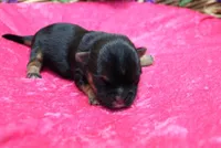 Morkie Puppy Bella, a female Morkie for sale in Colville, WA – Photo 5 of 7