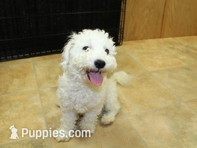 AKC Charl Bichon male, a male Bichon Frise for sale in Colville, WA – 9 of 10