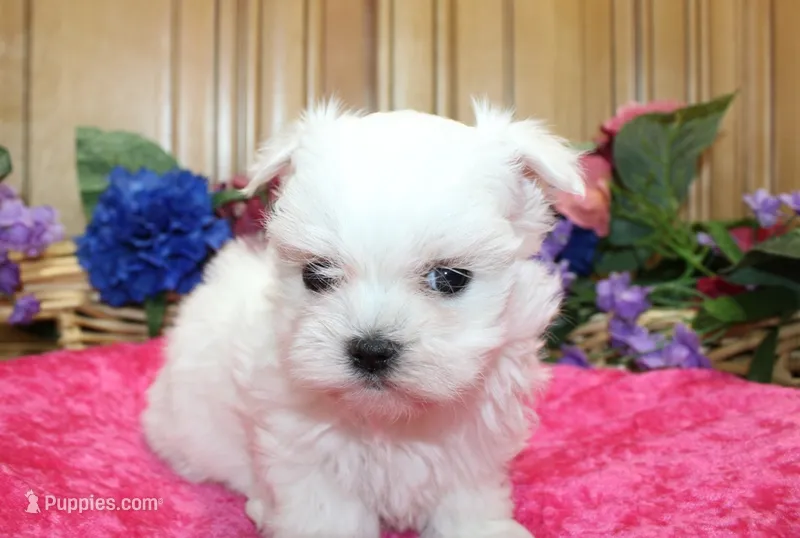 AKC Maltese female Zina - adult size 6 lbs – Maltese puppy for sale in Colville, WA
