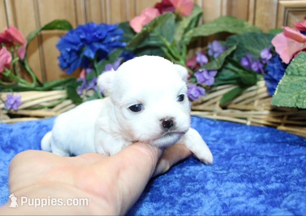 AKC Mayor Maltese male puppy, a male Maltese for sale in Colville, WA – Photo 4 of 10