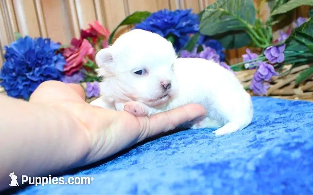 AKC Mario Maltese male puppy, a male Maltese for sale in Colville, WA – Photo 6 of 10