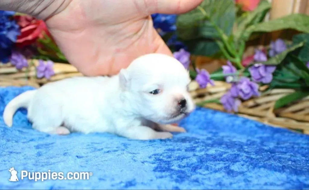 AKC Mario Maltese male puppy, a male Maltese for sale in Colville, WA – Photo 4 of 10