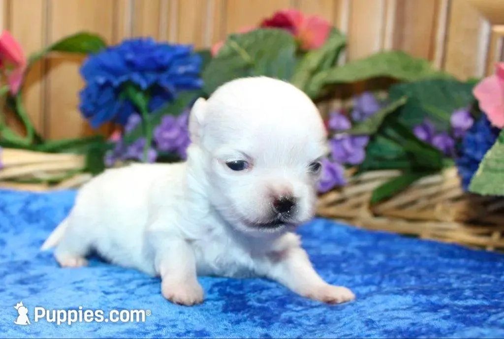 AKC Mario Maltese male puppy, a male Maltese for sale in Colville, WA – Photo 5 of 10