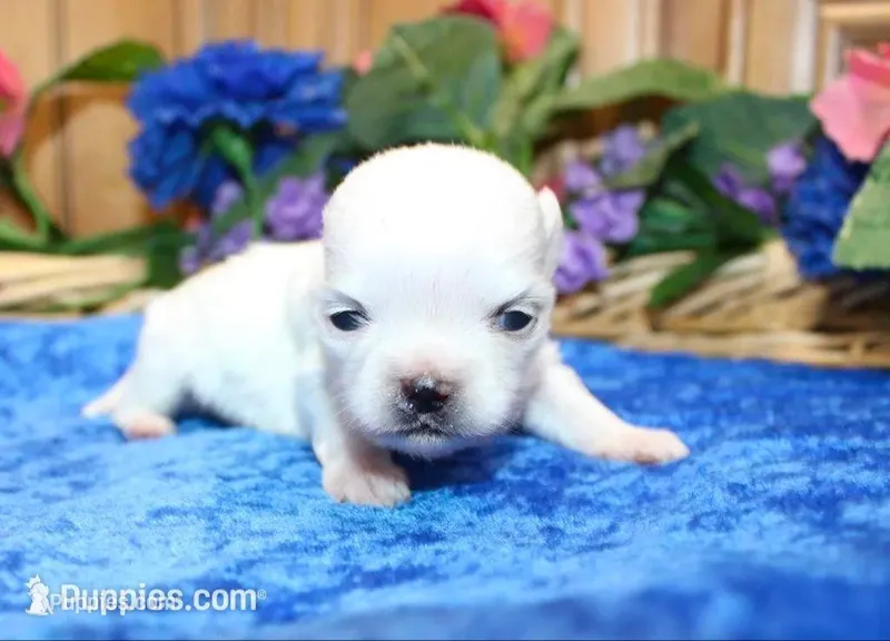 AKC Mario Maltese male puppy – Maltese puppy for sale in Colville, WA