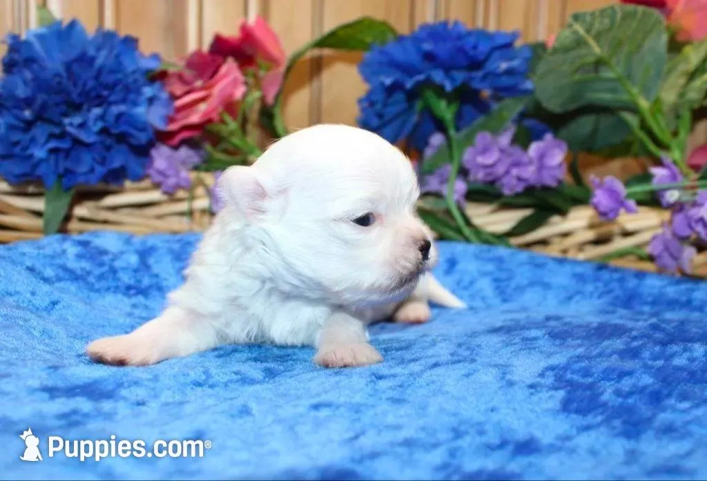 AKC Mario Maltese male puppy, a male Maltese for sale in Colville, WA – Photo 3 of 10