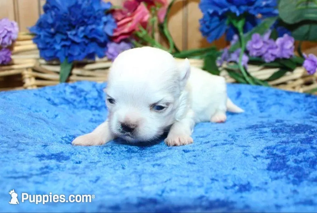 AKC Mario Maltese male puppy, a male Maltese for sale in Colville, WA – Photo 8 of 10