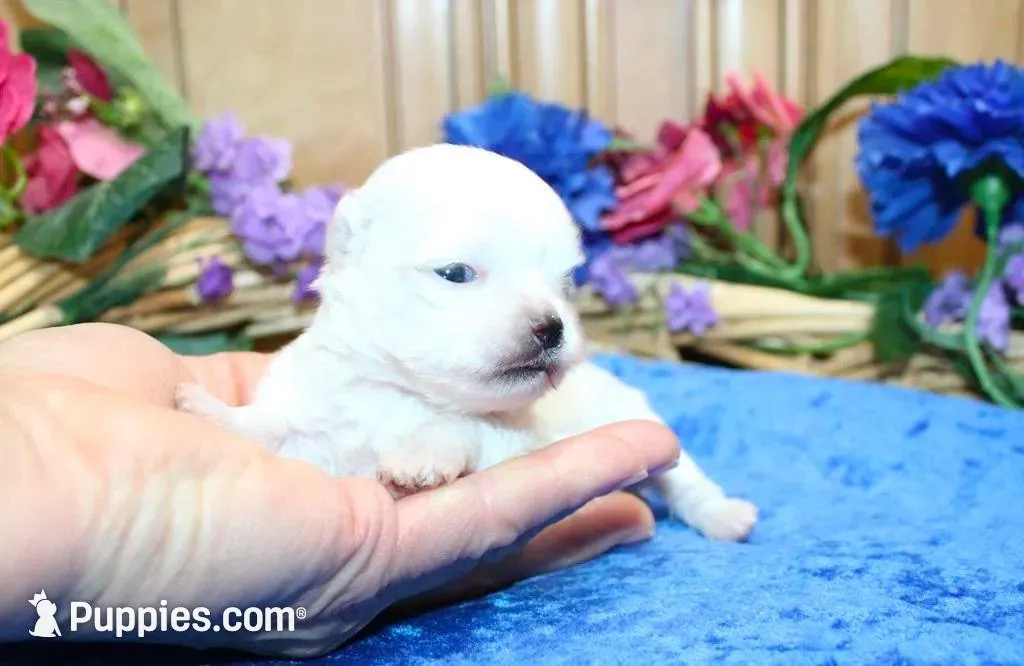 AKC Mario Maltese male puppy, a male Maltese for sale in Colville, WA – Photo 2 of 10