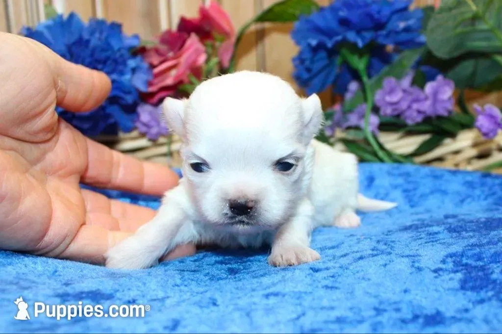 AKC Mario Maltese male puppy, a male Maltese for sale in Colville, WA – Photo 7 of 10
