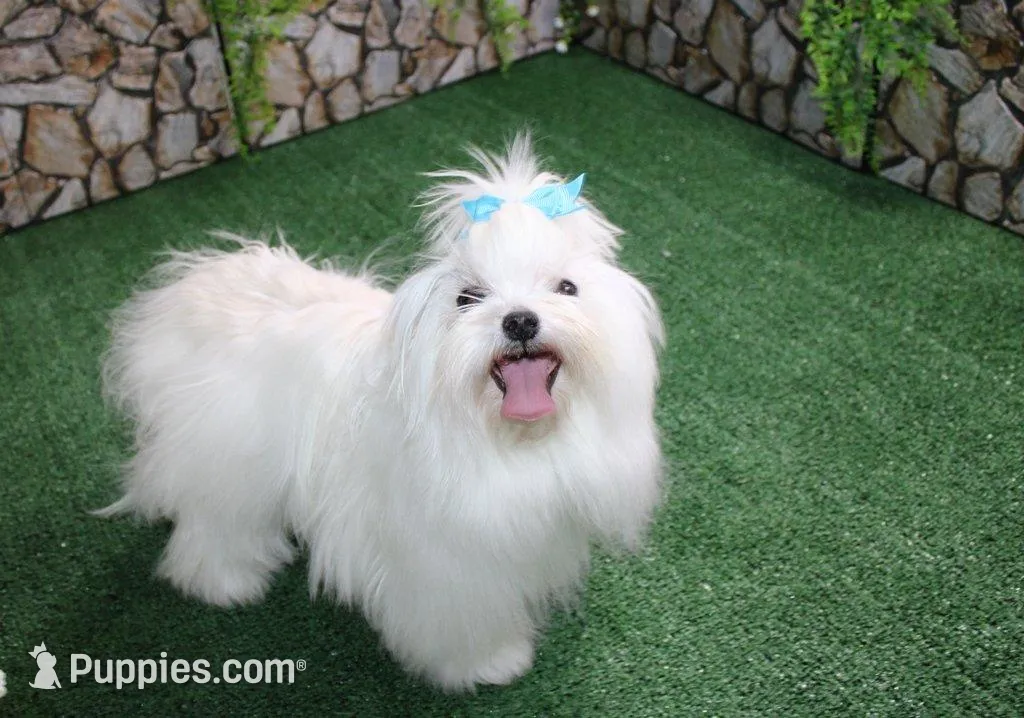 AKC Miki Maltese male puppy, a male Maltese for sale in Colville, WA – Photo 9 of 9