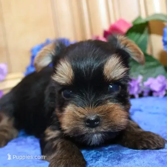 AKC Izur Yorkie male puppy – Yorkshire Terrier puppy for sale in Colville, WA