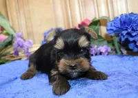 AKC Izur Yorkie male puppy, a male Yorkshire Terrier for sale in Colville, WA – Photo 1 of 9