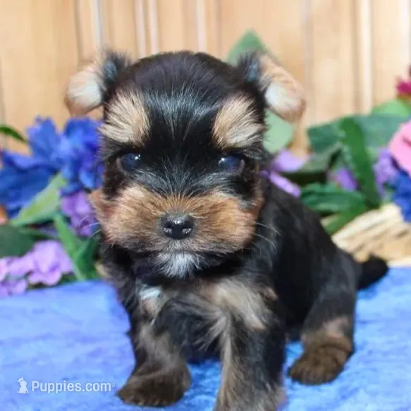 AKC Izur Yorkie male puppy, a male Yorkshire Terrier for sale in Colville, WA – Photo 3 of 9