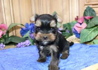 AKC Izur Yorkie male puppy, a male Yorkshire Terrier for sale in Colville, WA – Photo 3 of 9