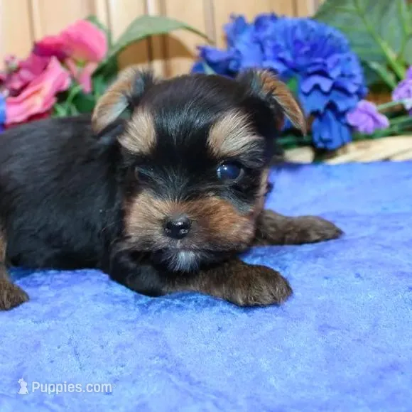 AKC Izur Yorkie male puppy, a male Yorkshire Terrier for sale in Colville, WA – Photo 5 of 9