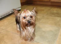 AKC Izur Yorkie male puppy, a male Yorkshire Terrier for sale in Colville, WA – Photo 8 of 9