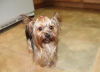 AKC Izur Yorkie male puppy, a male Yorkshire Terrier for sale in Colville, WA – Photo 8 of 9