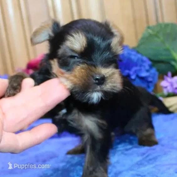 AKC Izur Yorkie male puppy, a male Yorkshire Terrier for sale in Colville, WA – Photo 7 of 9