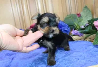 AKC Izur Yorkie male puppy, a male Yorkshire Terrier for sale in Colville, WA – Photo 7 of 9