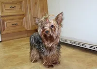 AKC Izur Yorkie male puppy, a male Yorkshire Terrier for sale in Colville, WA – Photo 9 of 9