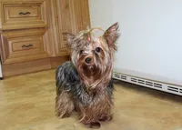 AKC Izur Yorkie male puppy, a male Yorkshire Terrier for sale in Colville, WA – Photo 9 of 9