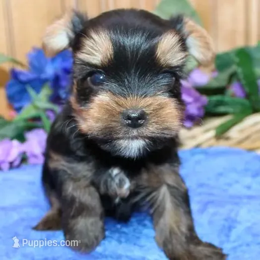 AKC Izur Yorkie male puppy, a male Yorkshire Terrier for sale in Colville, WA – Photo 2 of 9