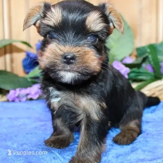 AKC Izur Yorkie male puppy, a male Yorkshire Terrier for sale in Colville, WA – Photo 6 of 9