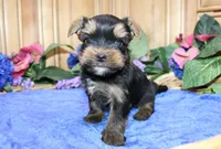 AKC Izur Yorkie male puppy, a male Yorkshire Terrier for sale in Colville, WA – Photo 6 of 9