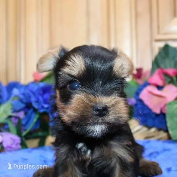 AKC Izur Yorkie male puppy, a male Yorkshire Terrier for sale in Colville, WA – Photo 4 of 9