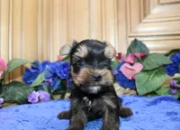 AKC Izur Yorkie male puppy, a male Yorkshire Terrier for sale in Colville, WA – Photo 4 of 9