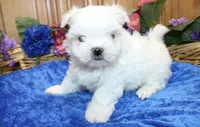 AKC Maltese male Zevs - adult size 5.5 lbs, a male Maltese for sale in Colville, WA – 5 of 8