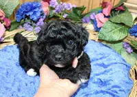 Black Yorkie-Chon Baron male, a male Bichon Frise and Yorkshire Terrier for sale in Colville, WA – 2 of 10
