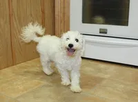 AKC Bichon Frise Charl - Male, a male Bichon Frise for sale in Evans, WA – 8 of 9