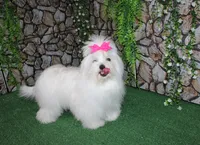 AKC Maltese male Sarat - adult size 5 lbs, a male Maltese for sale in Colville, WA – 9 of 9