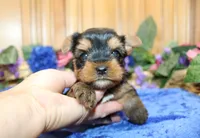 AKC Iris Yorkshire Terrier Boy - adult size 5.5 lbs, a male Yorkshire Terrier for sale in Colville, WA – 2 of 7
