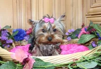AKC Morisa Girl-4 lbs as adult, a female Yorkshire Terrier for sale in Colville, WA – Photo 1 of 10