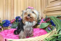 AKC Morisa Girl-4 lbs as adult, a female Yorkshire Terrier for sale in Colville, WA – Photo 4 of 10