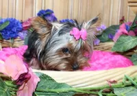 AKC Morisa Girl-4 lbs as adult, a female Yorkshire Terrier for sale in Colville, WA – Photo 7 of 10