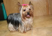 AKC Morisa Girl-4 lbs as adult, a female Yorkshire Terrier for sale in Colville, WA – Photo 9 of 10